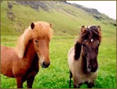 Randonn&eacute;e avec chevaux islandais dans les Vosges